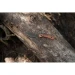 Ніж фіксований туристичний Civivi Carveth C25040-3, AEB-L, дерево, коричневий