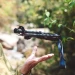 Трекінгові палиці Naturehike CNK2450DS013 складані, 115-135 см, 2 шт., чорні