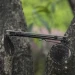 Ніж складаний туристичний Ruike P801-J, Sandvik 14C28N, G10, помаранчевий