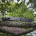 Ніж складаний туристичний Ruike P801-J, Sandvik 14C28N, G10, помаранчевий