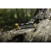 Комплект механічних точилок Work Sharp POCKET KNIFE SHARPENER 12 PACK & 1 DISPLAYS WSGPS-12